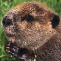 beaver#8175