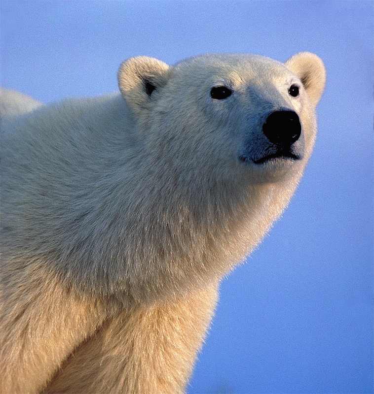 Белый факты. Интересные факты о белом медведе. Язык полярного медведя. Интересное о белых медведях. Белые медведи интересн.