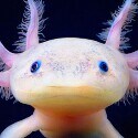 axolotl#9733