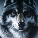 blackwolf#3461