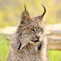 lynx#9732