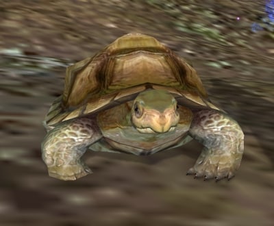 turtle pet, pwi